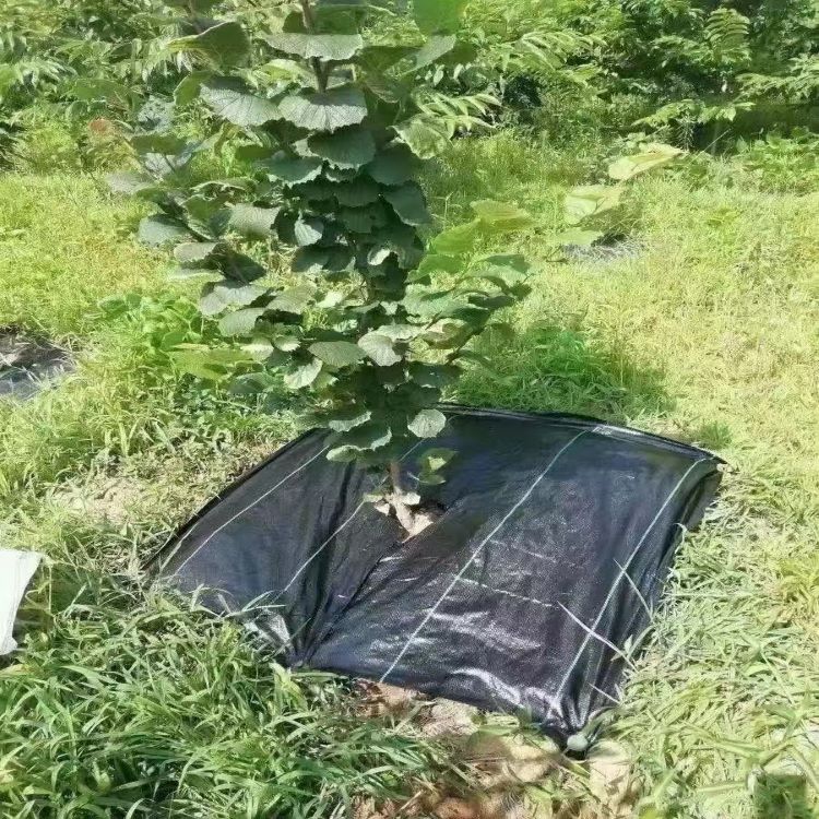 果园防草布的优势是什么